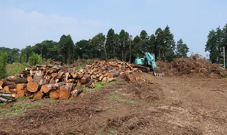 水戸市伐採工事
